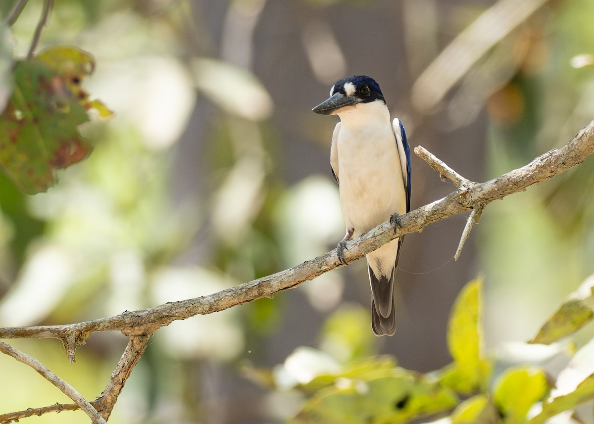 Forest Kingfisher - ML646819804
