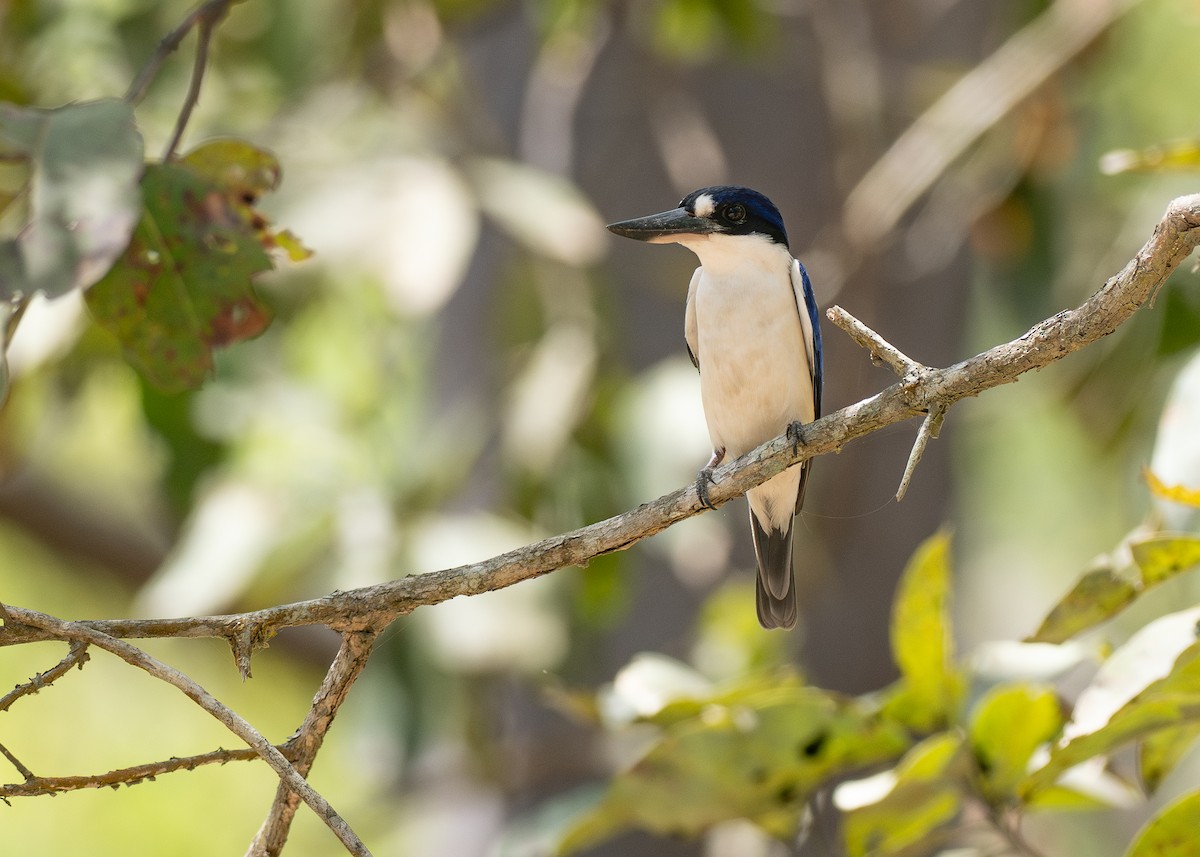 Forest Kingfisher - ML646819805