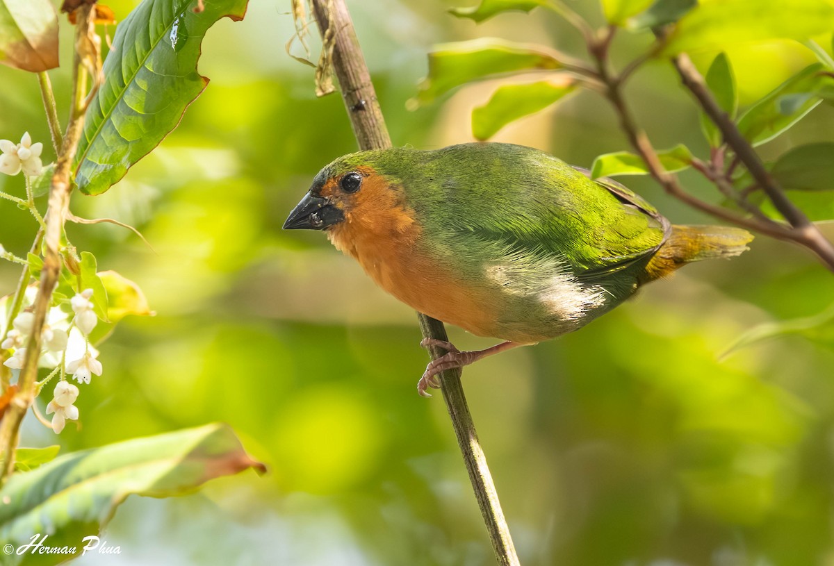 Bambuspapageiamadine - ML646819806