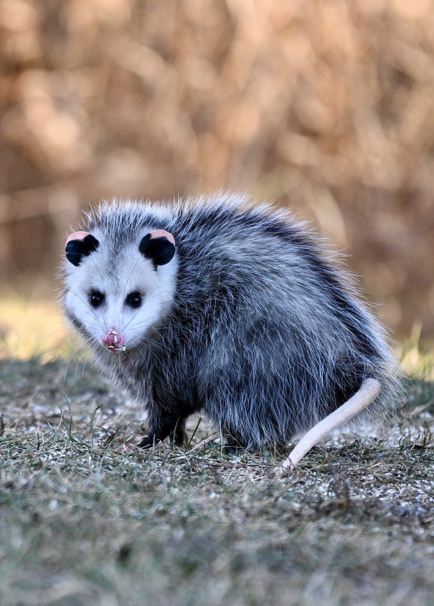 Virginia Opossum - ML646819807