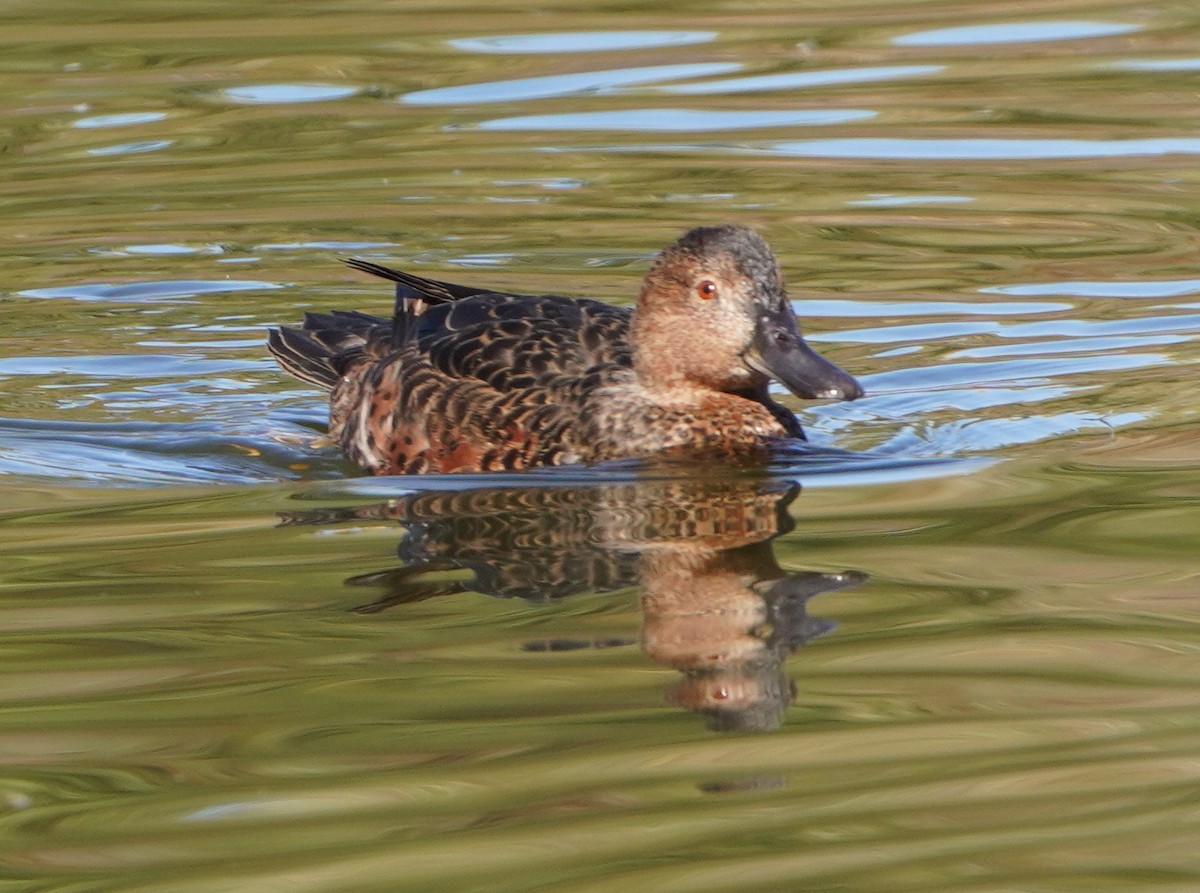 Zimtente - ML646819809