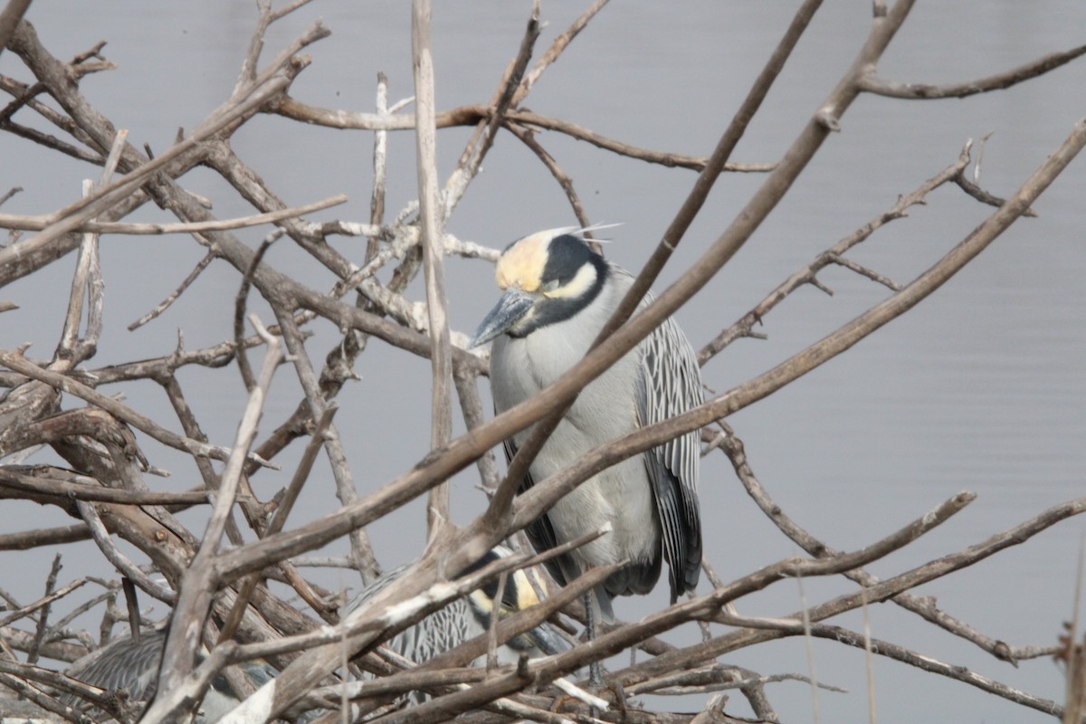 Sarı Tepeli Gece Balıkçılı - ML646819810