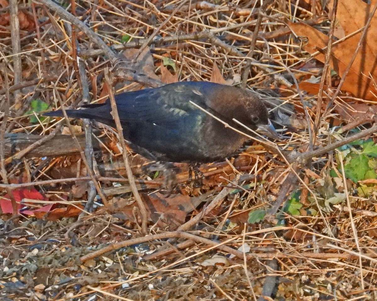 Brown-headed Cowbird - ML646819812