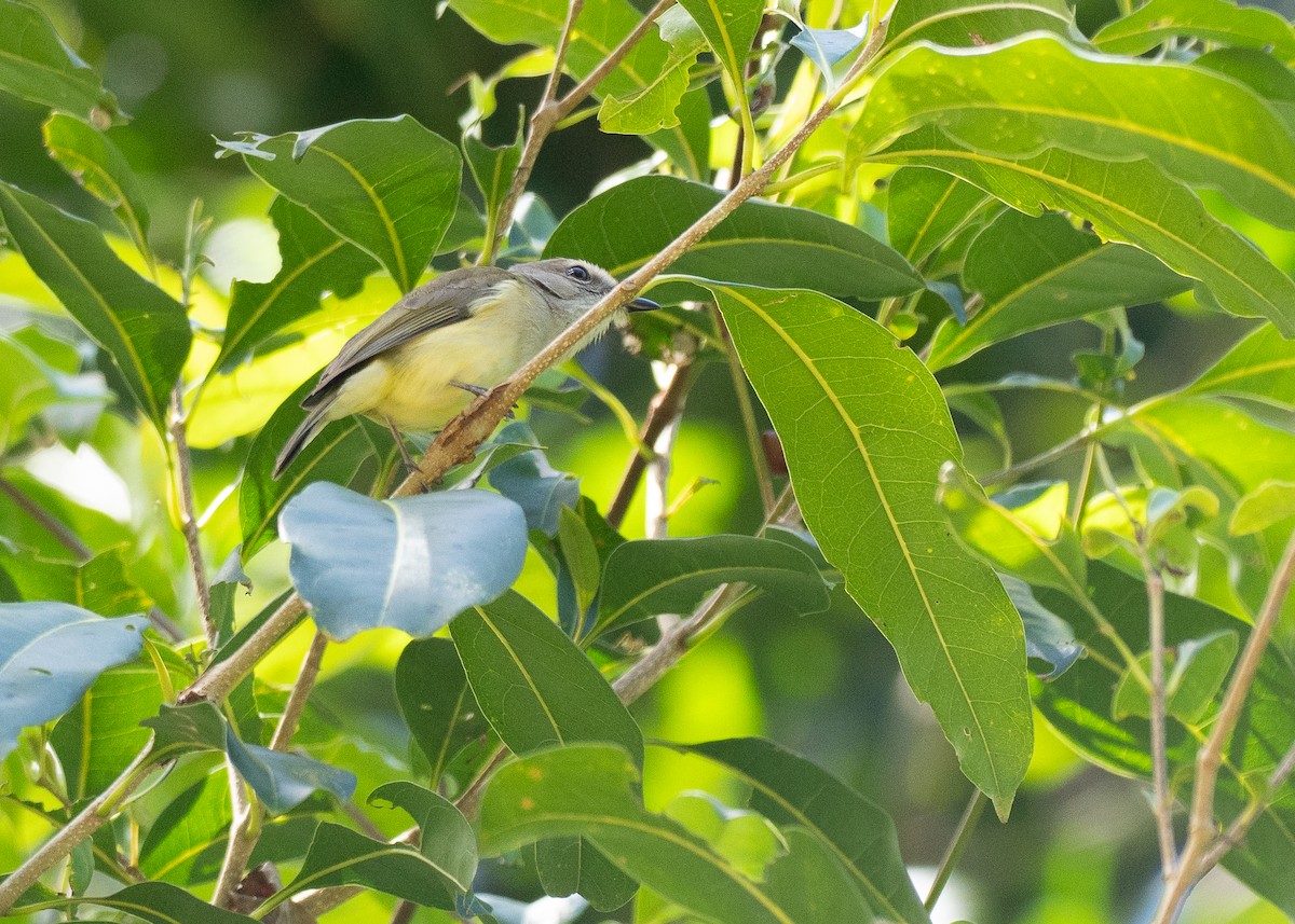 Gray Whistler - ML646819814