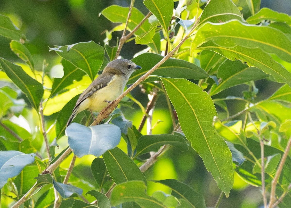 Gray Whistler - ML646819815