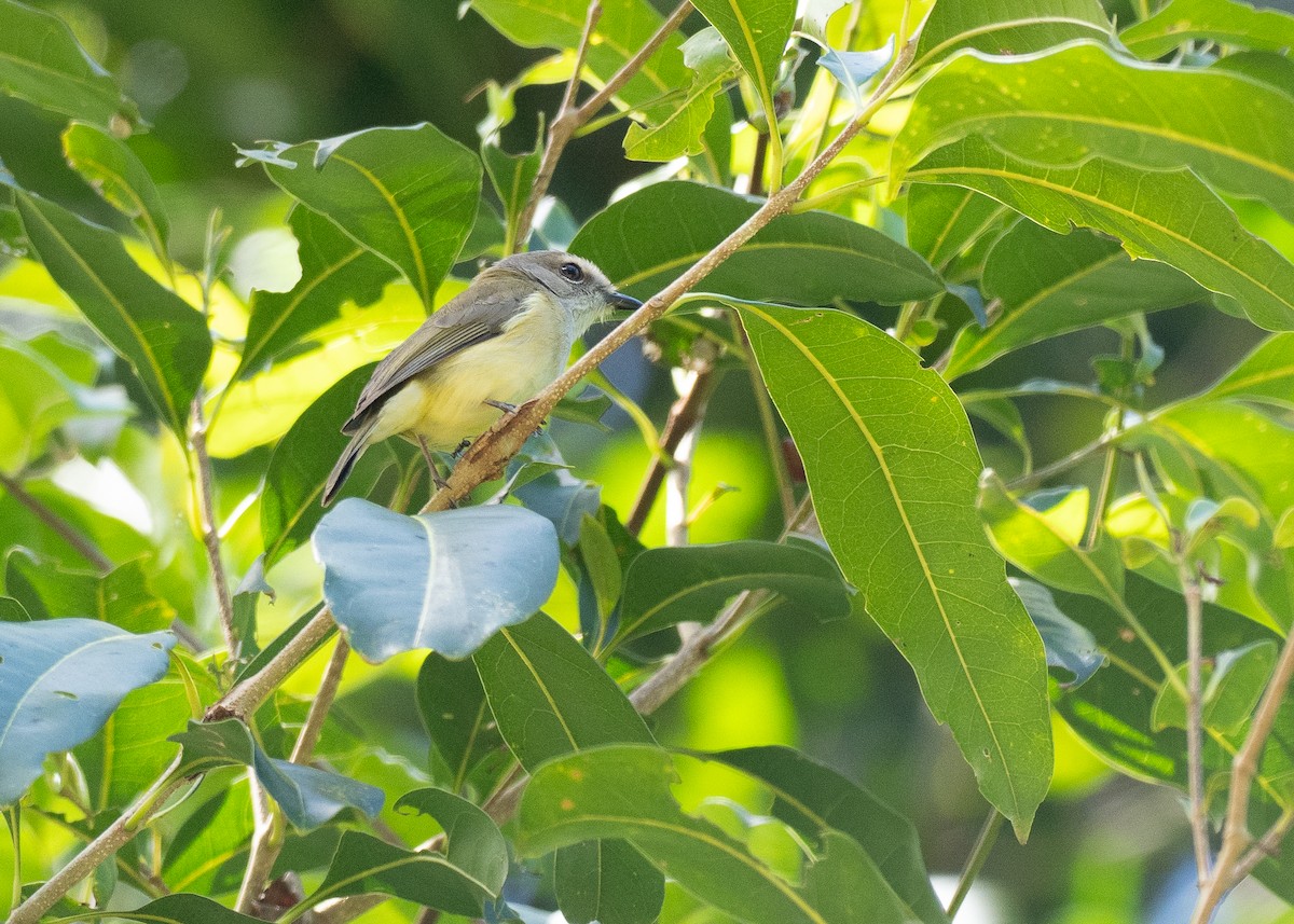 Gray Whistler - ML646819816