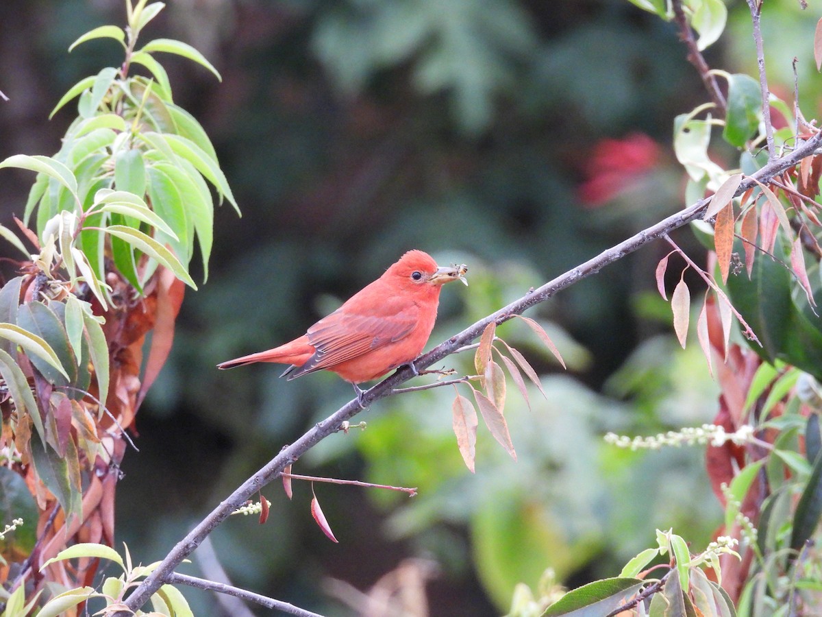 Kırmızı Piranga - ML646819820