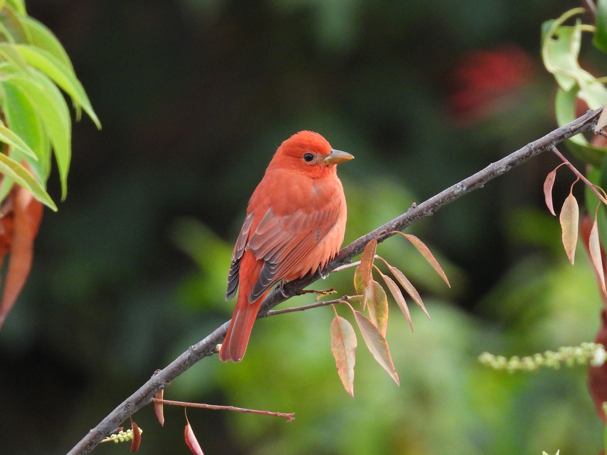 Kırmızı Piranga - ML646819821