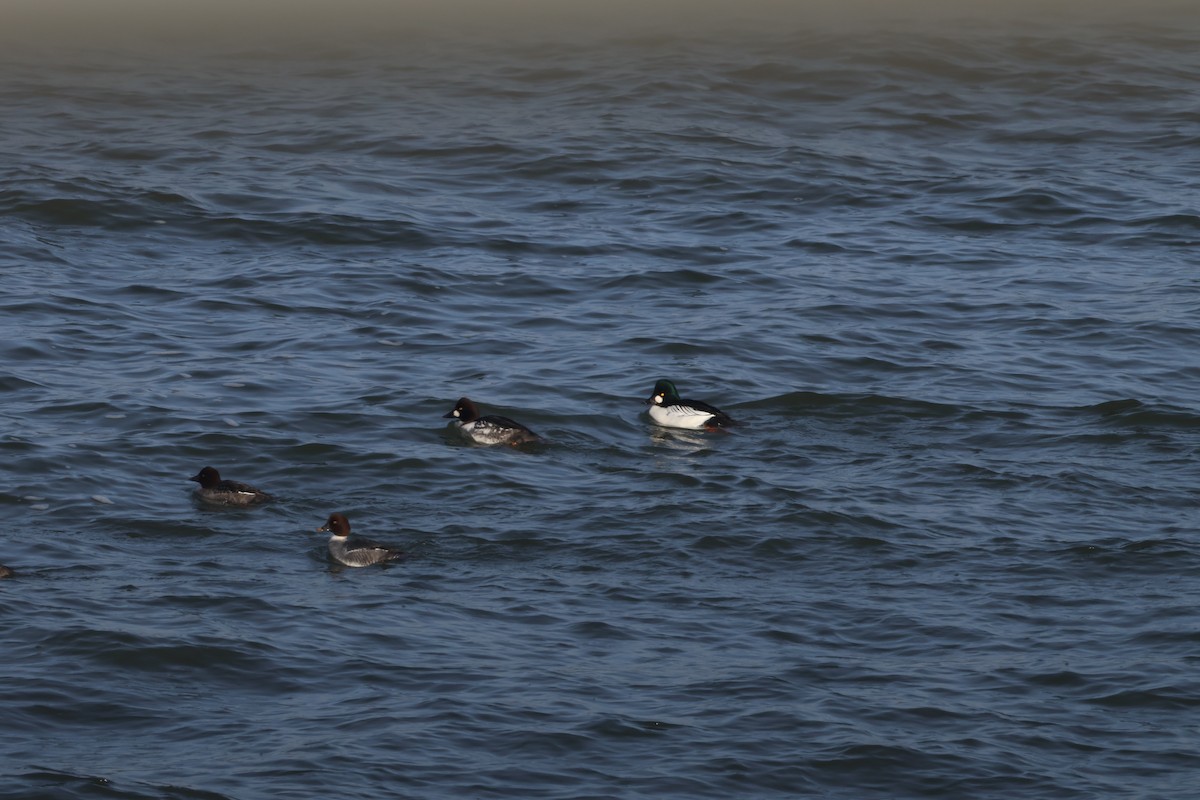 hohol severní - ML646819822