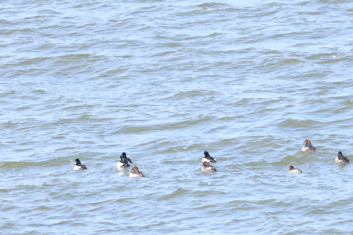 hohol severní - ML646819823