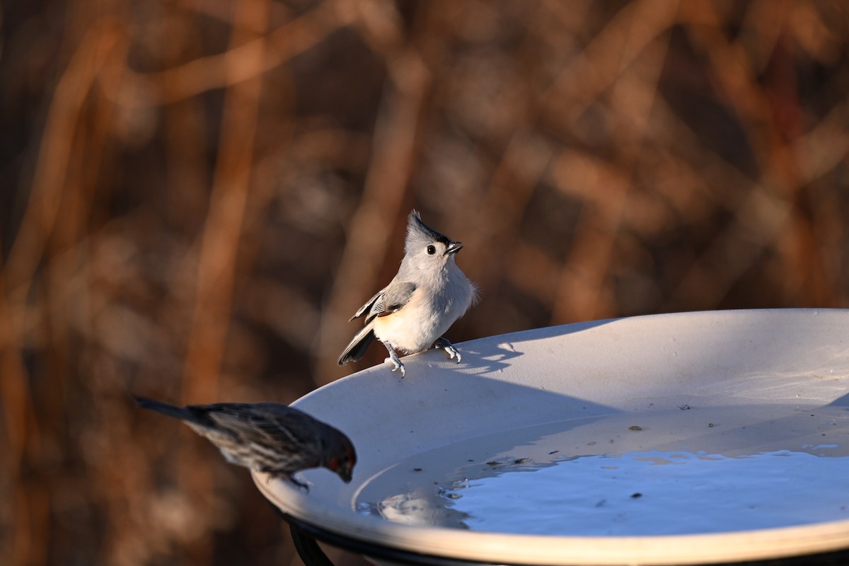 Tufted Titmouse - ML646819824