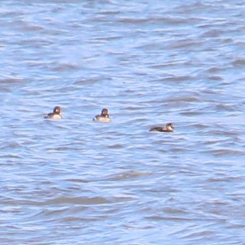 ברווז קרח - ML646819825