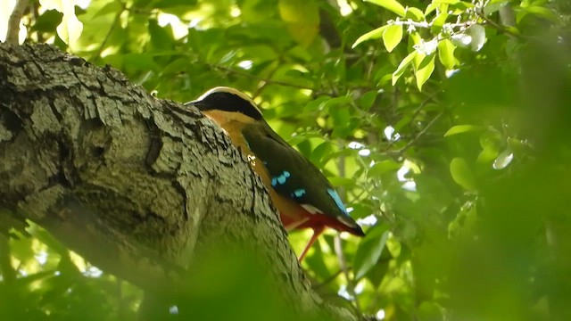 African Pitta - ML646819826