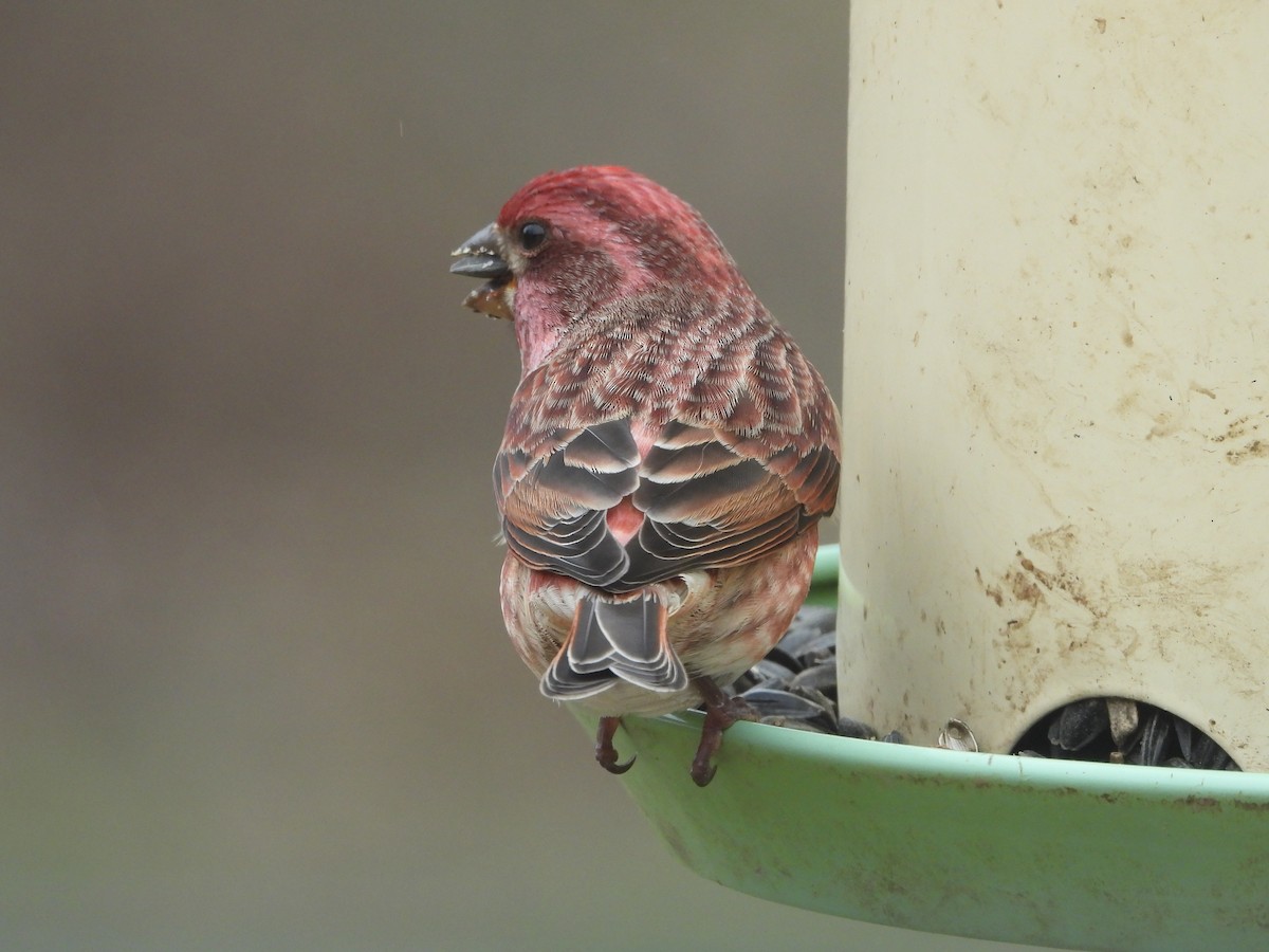 Purple Finch - ML646819827