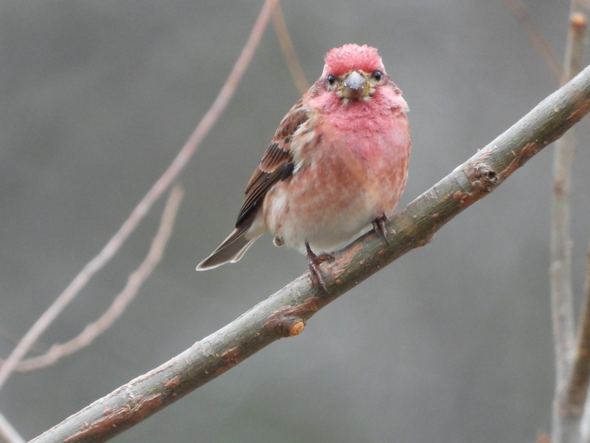 Purple Finch - ML646819828