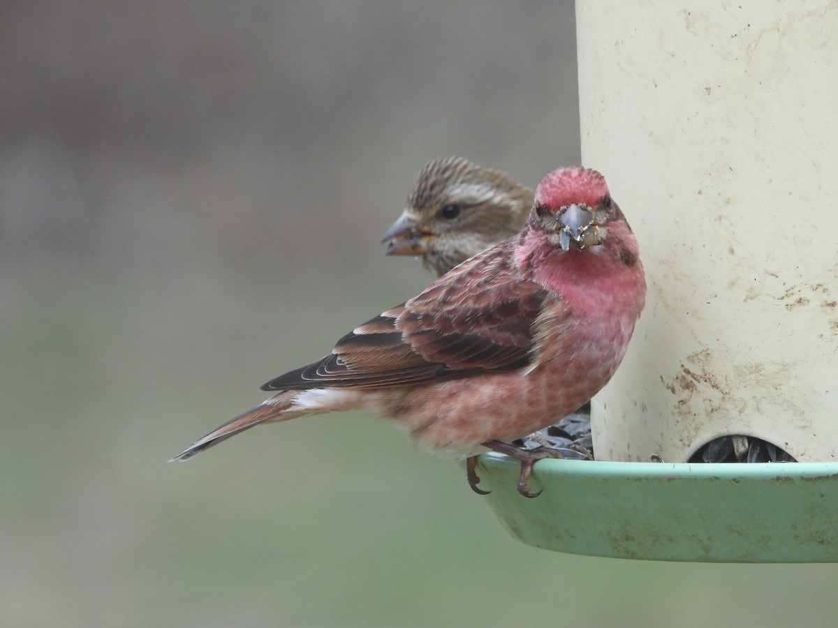 Purple Finch - ML646819829