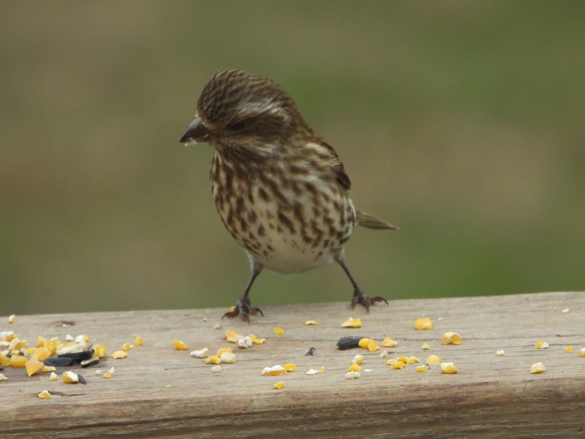 Purple Finch - ML646819830
