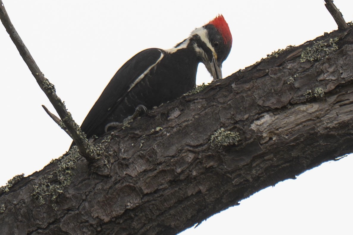 Helmspecht - ML646819832