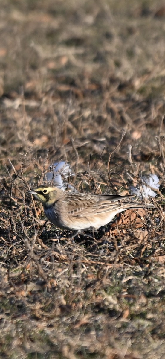 Эвэрт болжмор - ML646819833