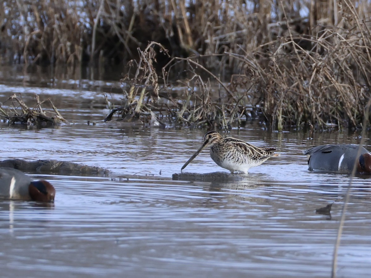 Wilson Suçulluğu - ML646819834