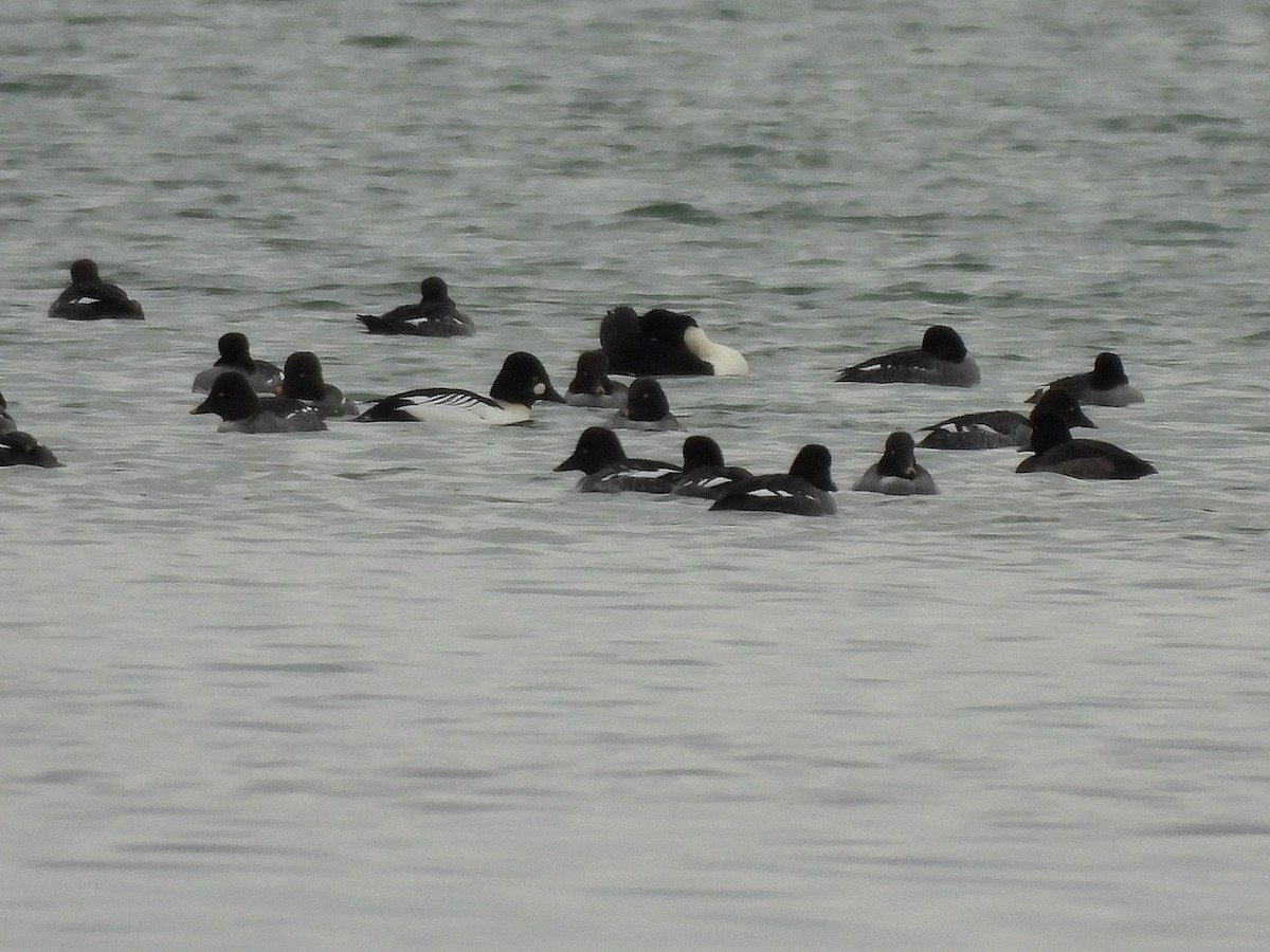 Murgilari urrebegia - ML646819835