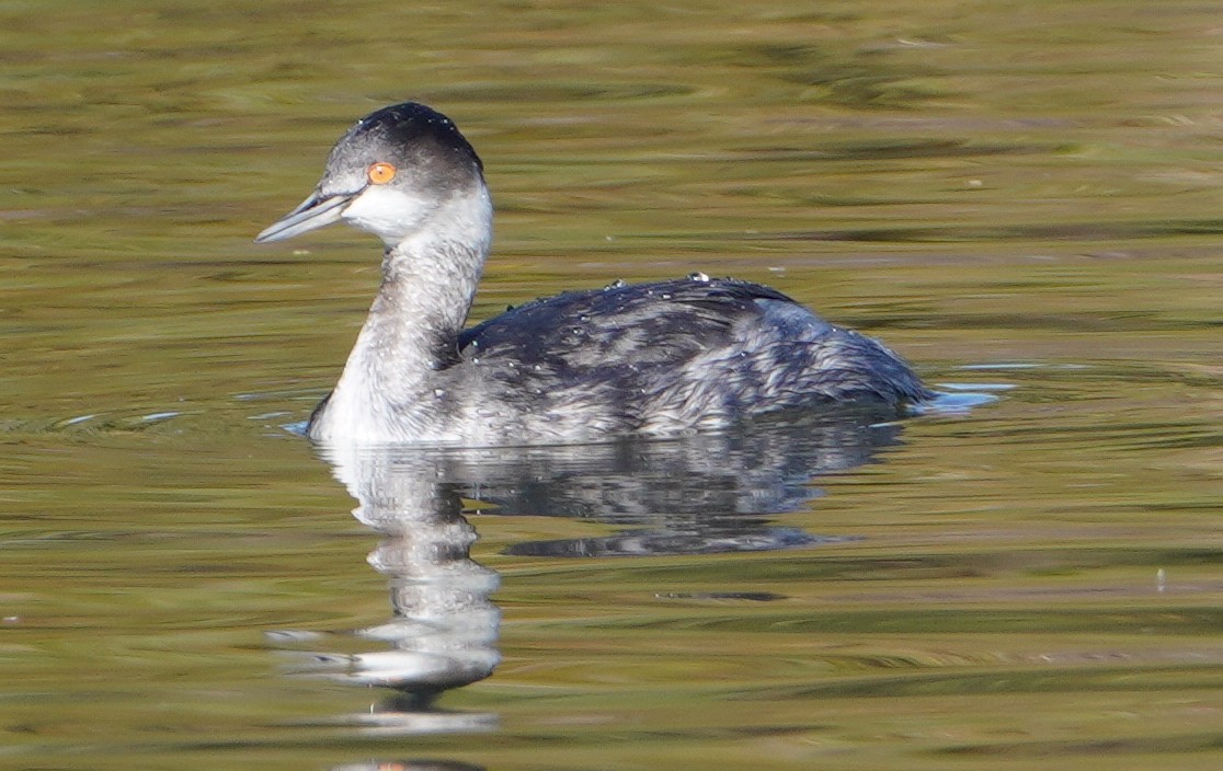 Schwarzhalstaucher - ML646819836