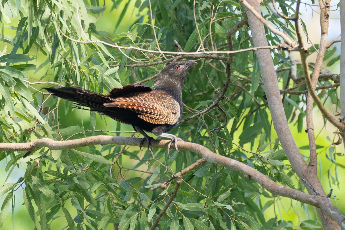 Pheasant Coucal - ML646819837