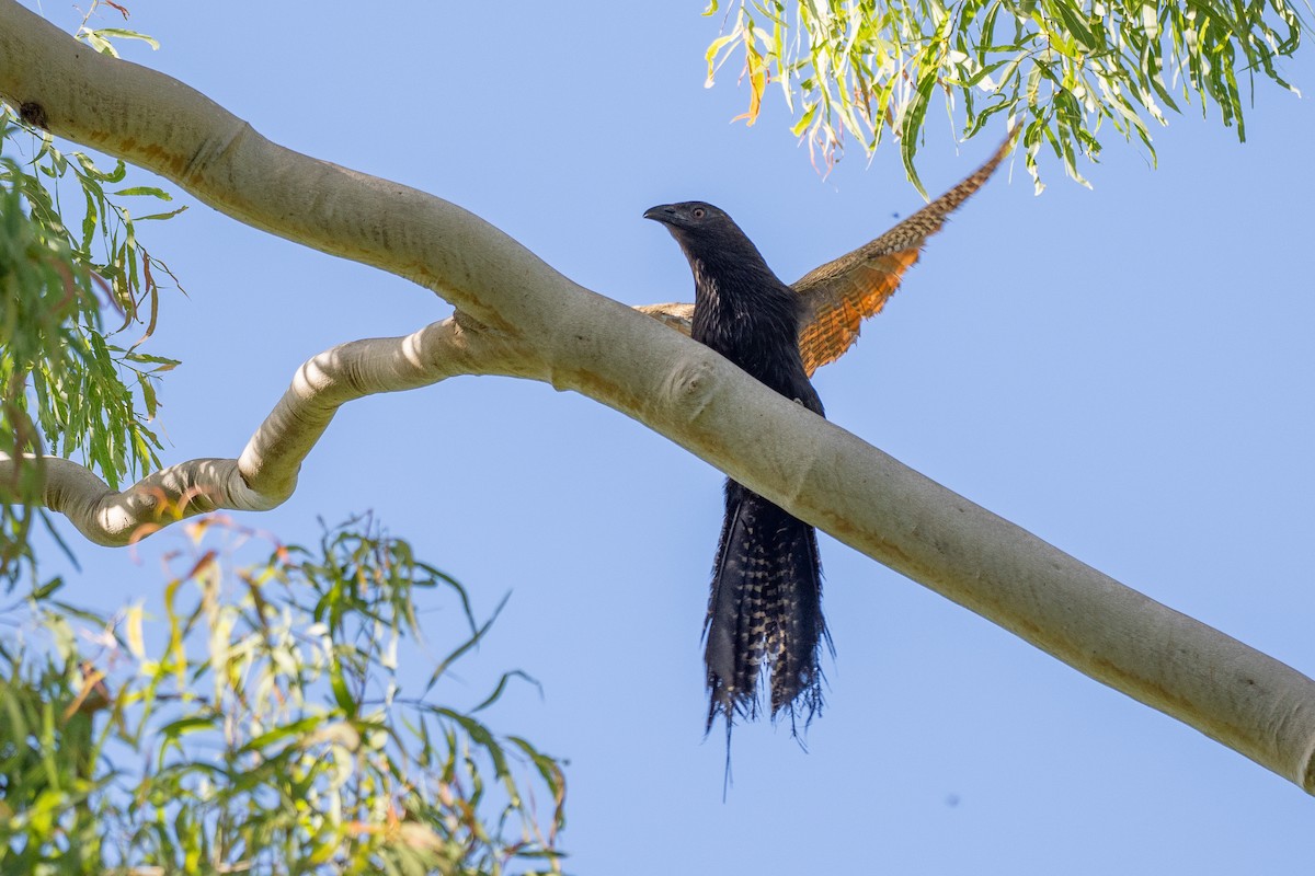 Pheasant Coucal - ML646819838