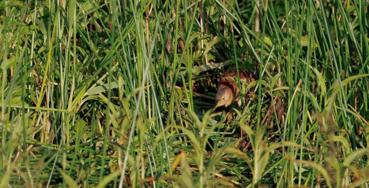 Blongios d'Australie - ML646819841