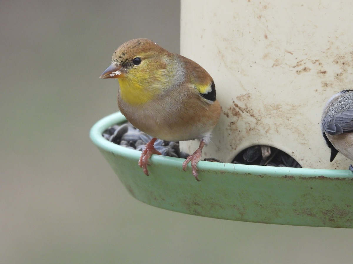 American Goldfinch - ML646819842