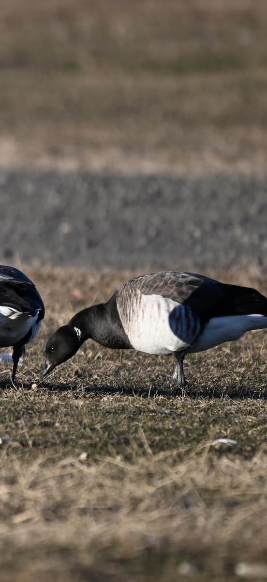Хар толгойт галуу - ML646819843