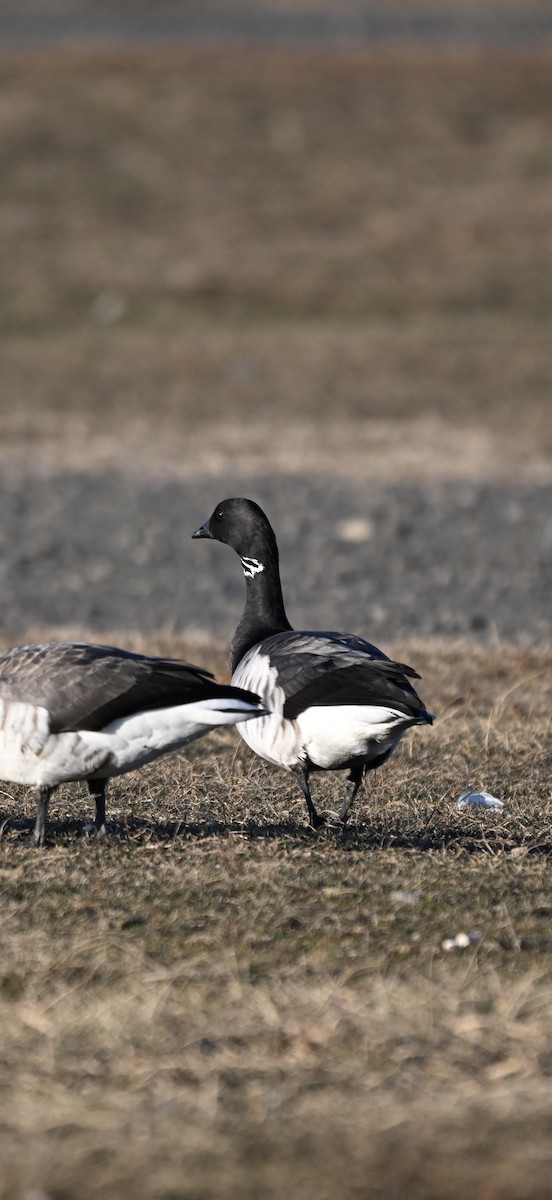 Хар толгойт галуу - ML646819844
