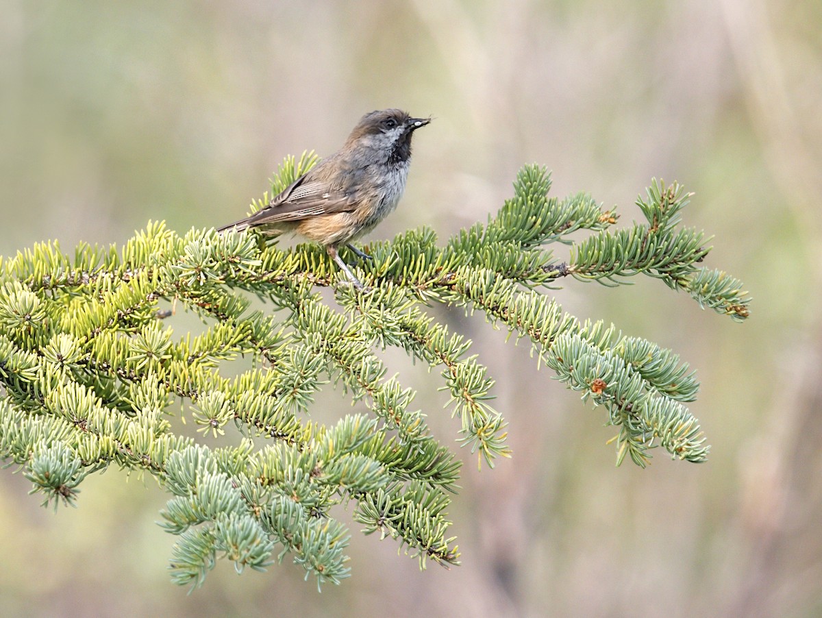 Mésange à tête brune - ML646819846