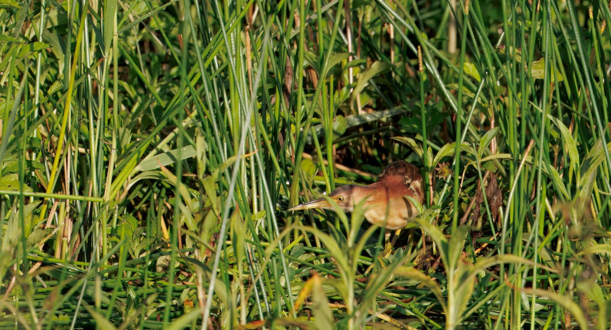 Blongios d'Australie - ML646819847