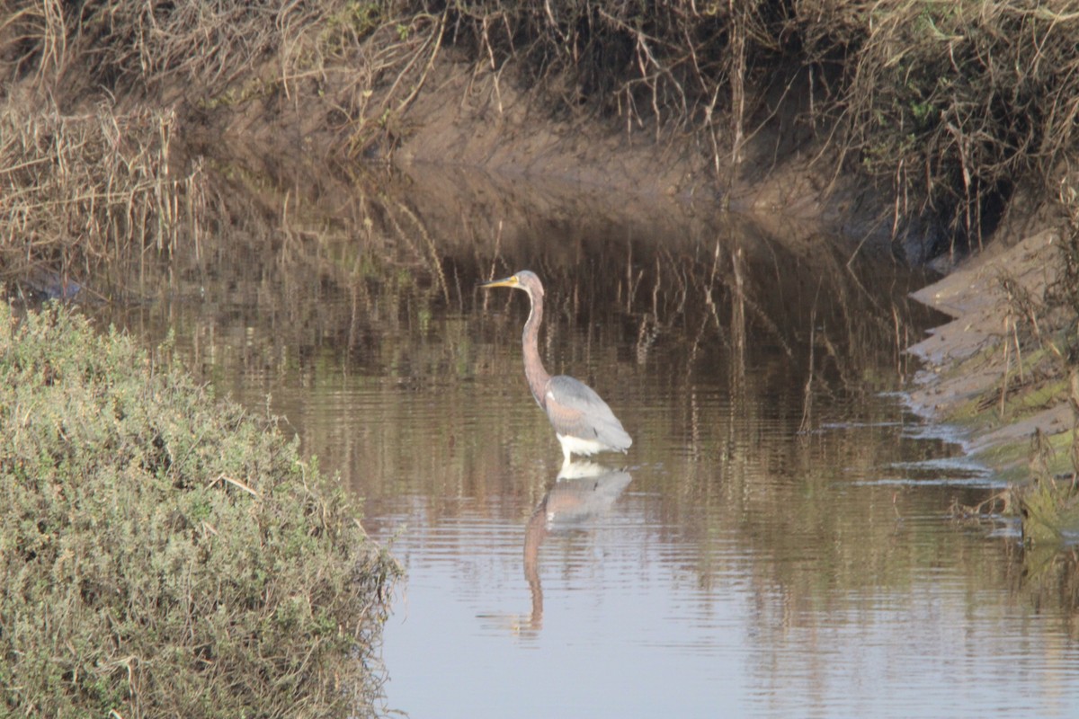 Dreifarbenreiher - ML646819848