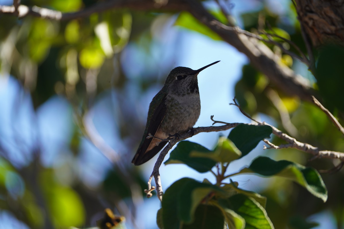 Annakolibri - ML646819849