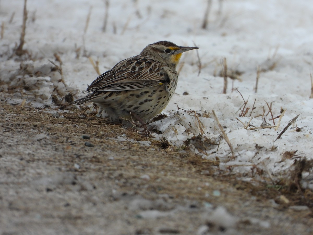 Western Meadowlark - ML646819852