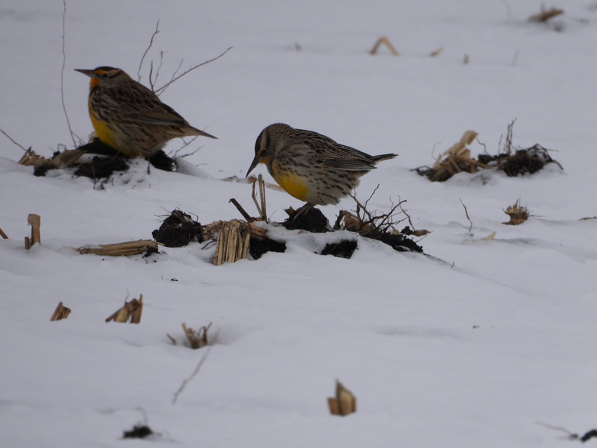 Western Meadowlark - ML646819853