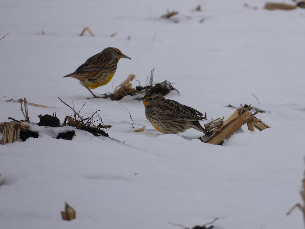 Western Meadowlark - ML646819854