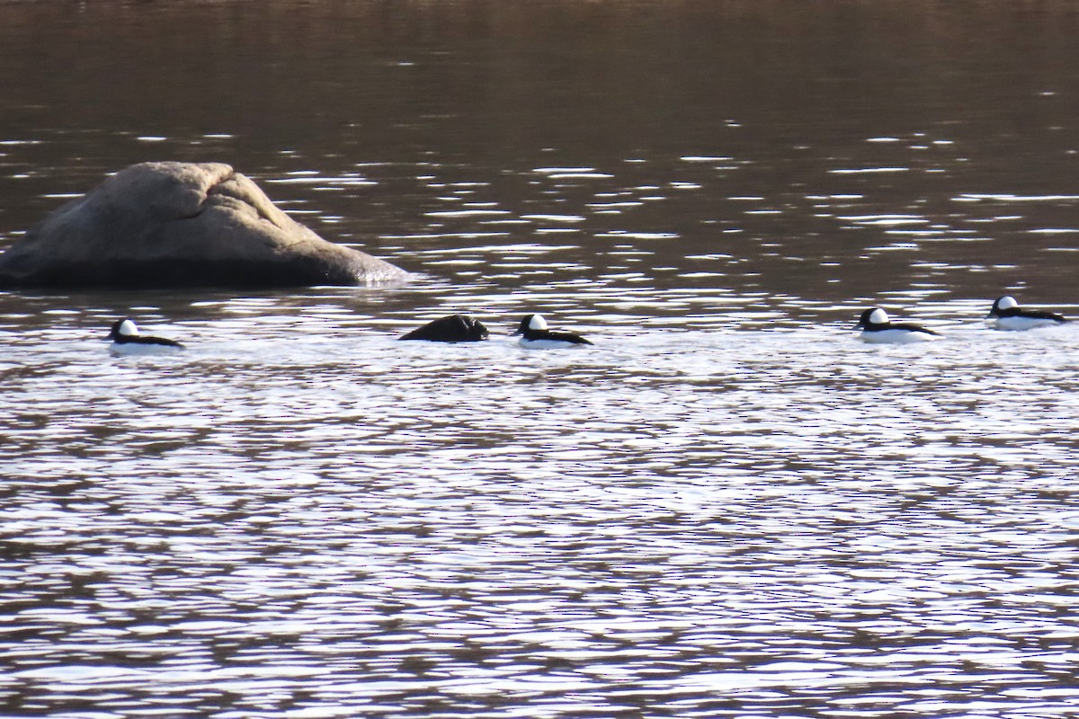 Bufflehead - ML646819855