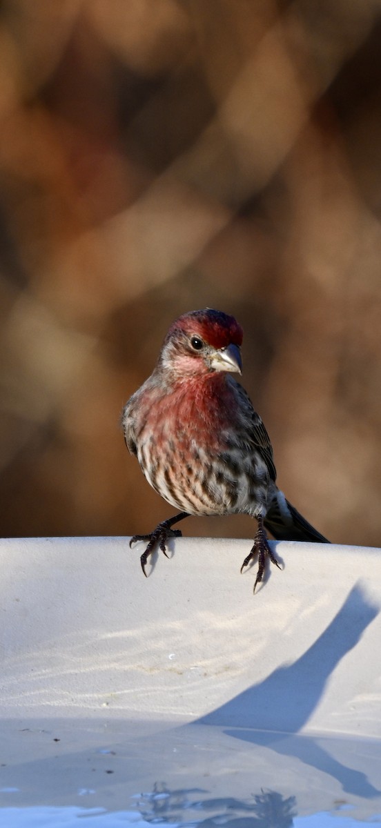 House Finch - ML646819856