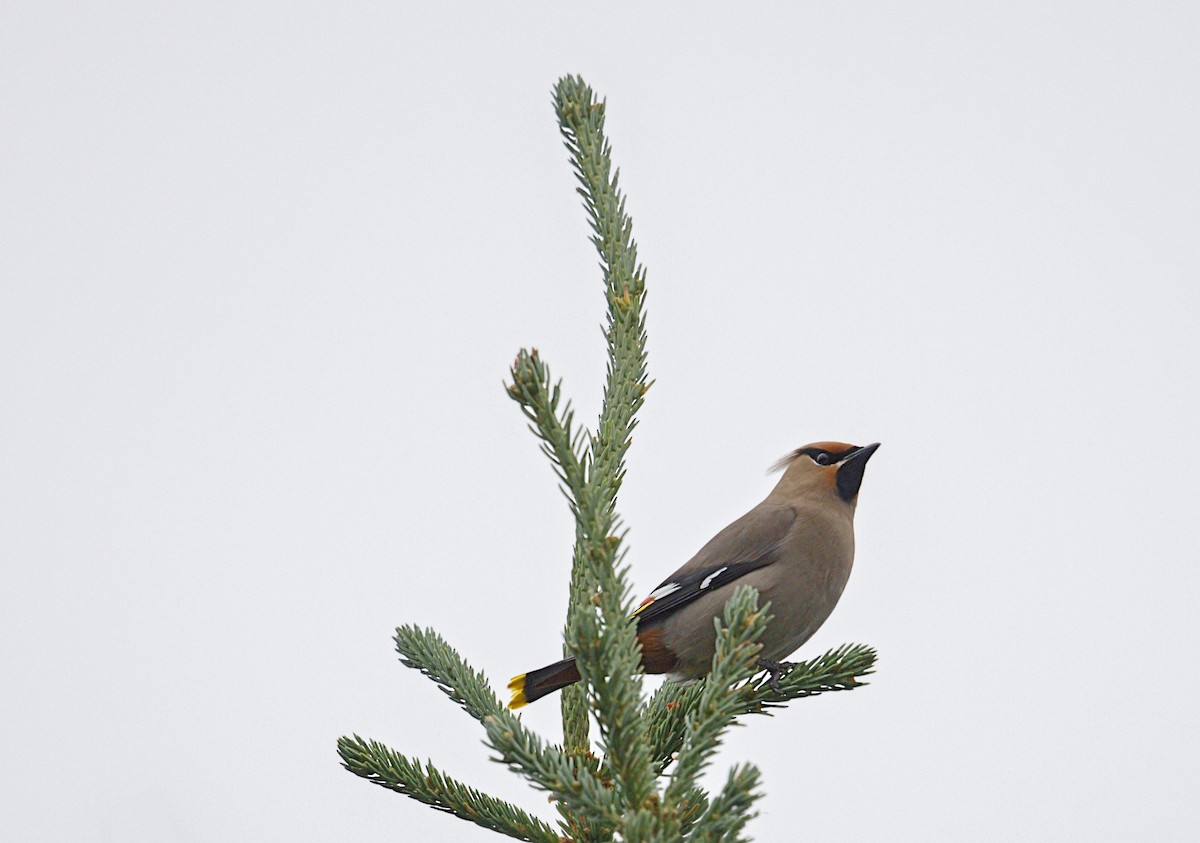 Jaseur boréal - ML646819857