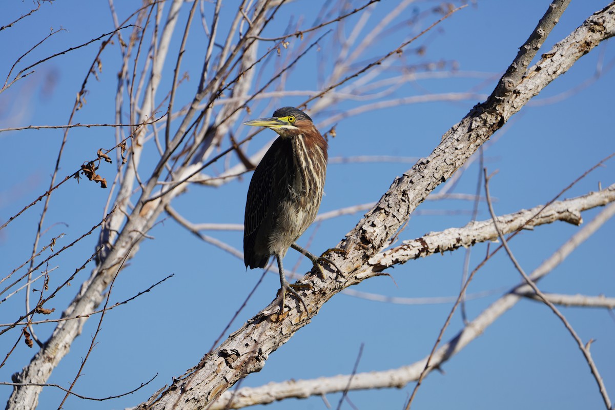 Grünreiher - ML646819859