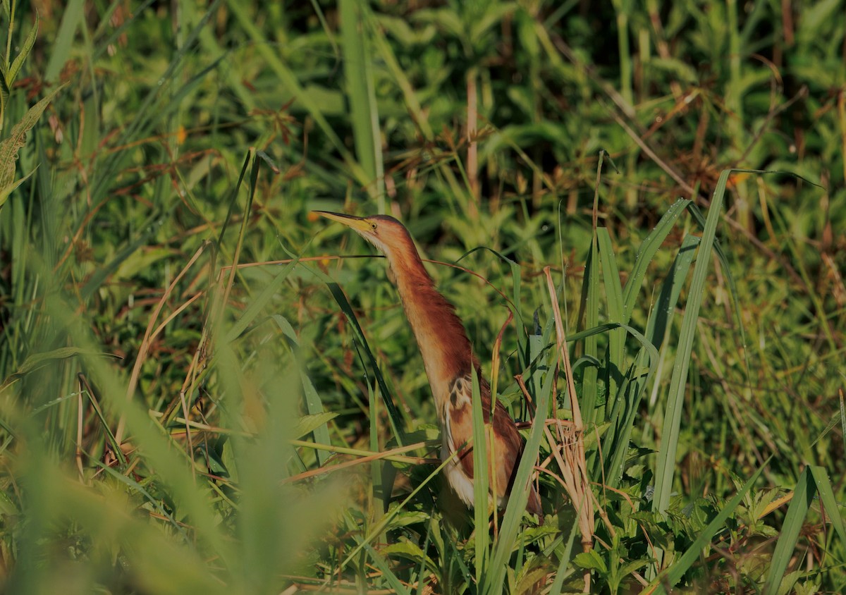 Blongios d'Australie - ML646819860