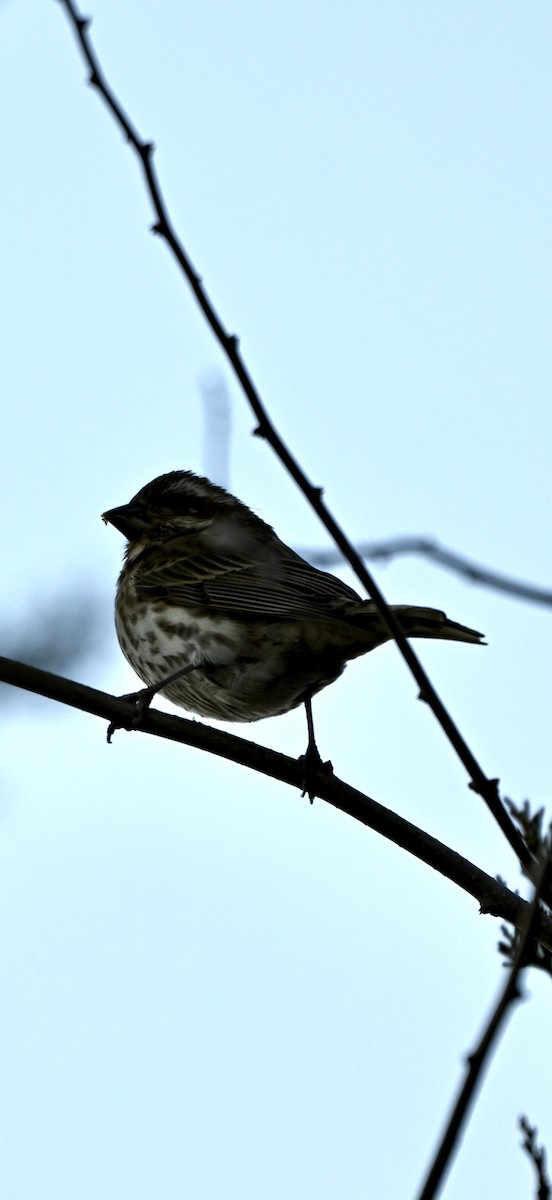 Purple Finch - ML646819861