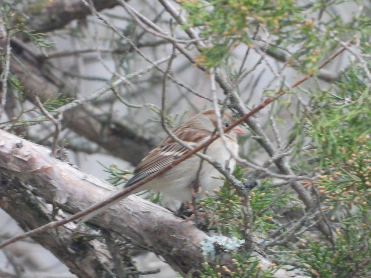 Field Sparrow - ML646819862