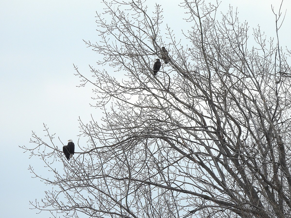 Itsas arrano buruzuria - ML646819863