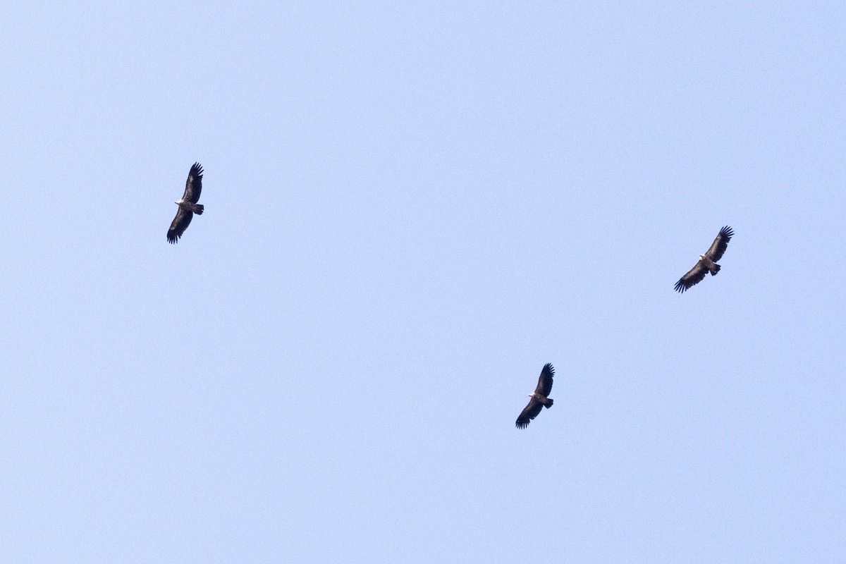 Vautour de l'Himalaya - ML646819864