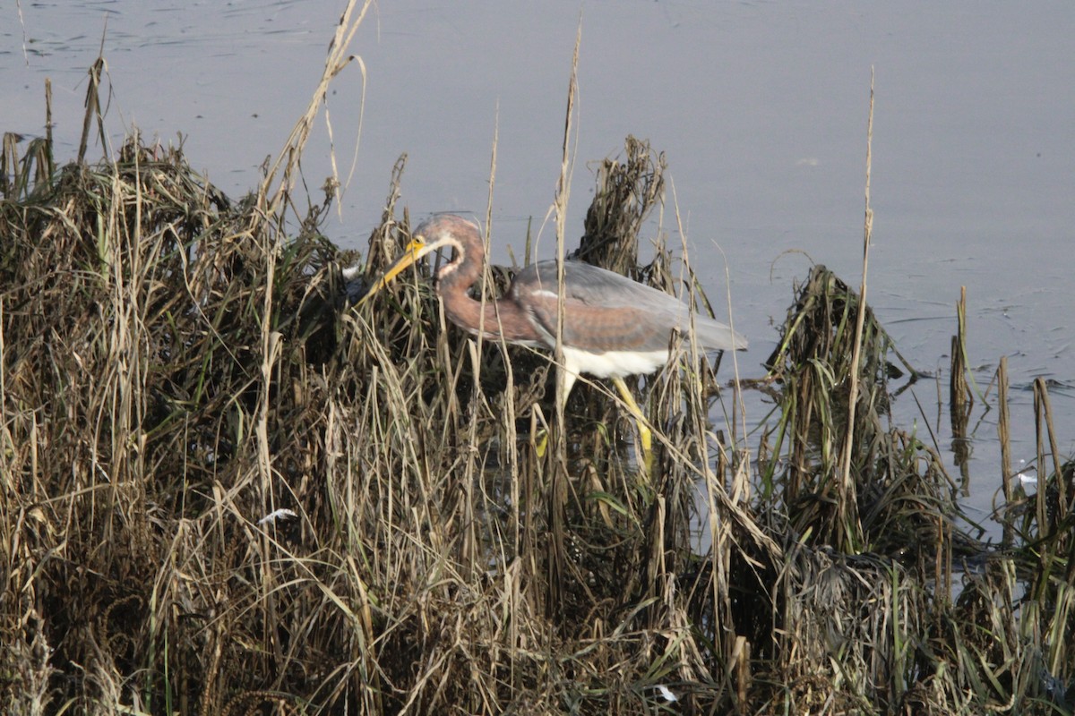 Dreifarbenreiher - ML646819865