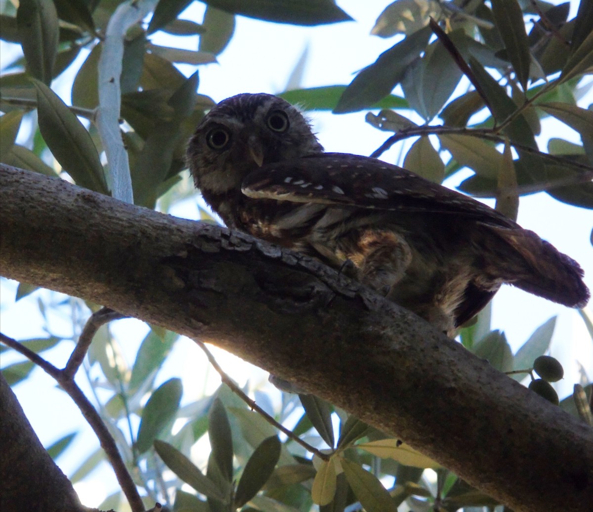 Brasilzwergkauz - ML646819868